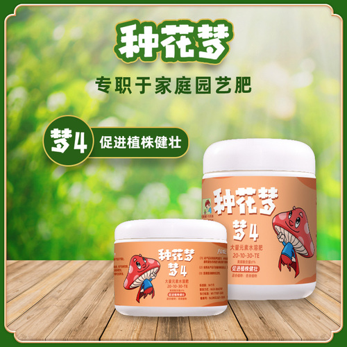 种花梦4号植株健壮型