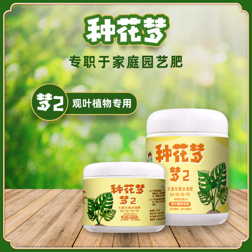 种花梦2号观叶型
